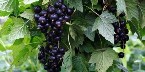 Đubrenje ribizle u jesen